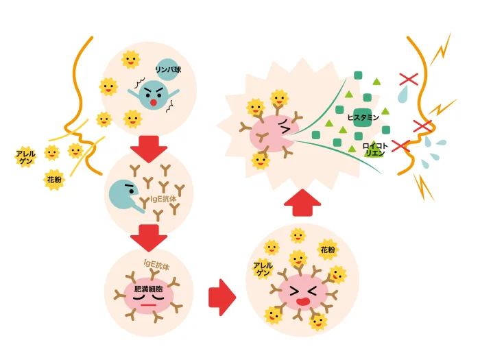 花粉症が起こるメカニズム