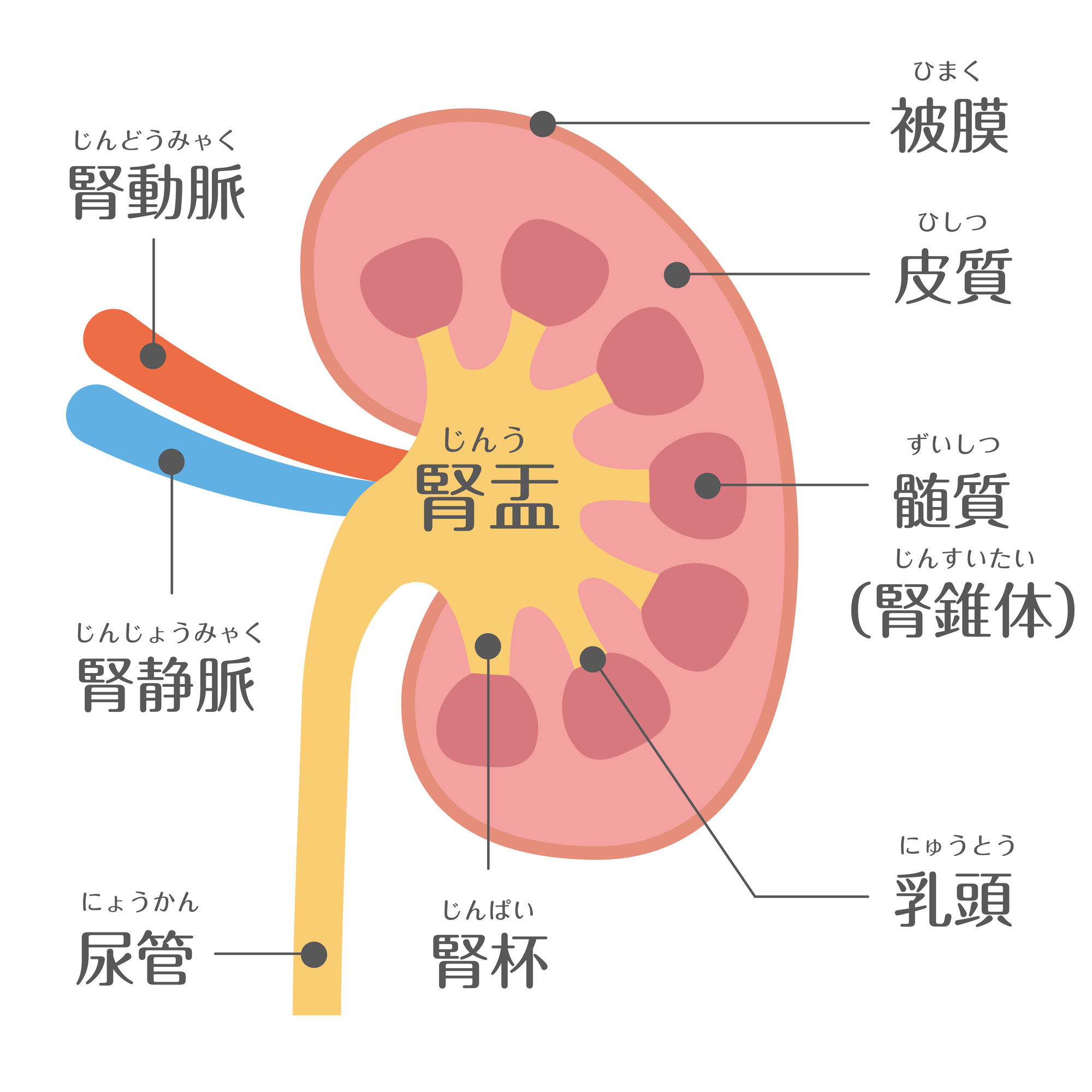 腎盂（じんう）とは？わかりやすく画像で解説